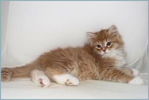 Male Siberian Kitten from Deedlebug Siberians